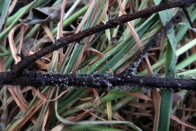 Cephalotrichum microsporum 1 - Rama